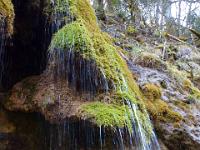 Feuchter, bemooster Travertinvorhang - Schleierfall / Saulgrub